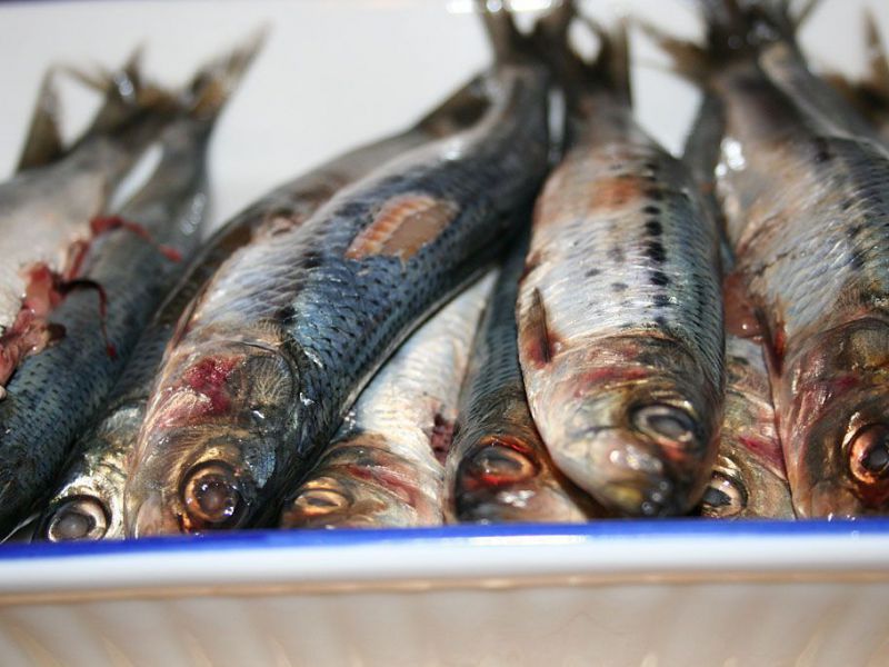 sardines