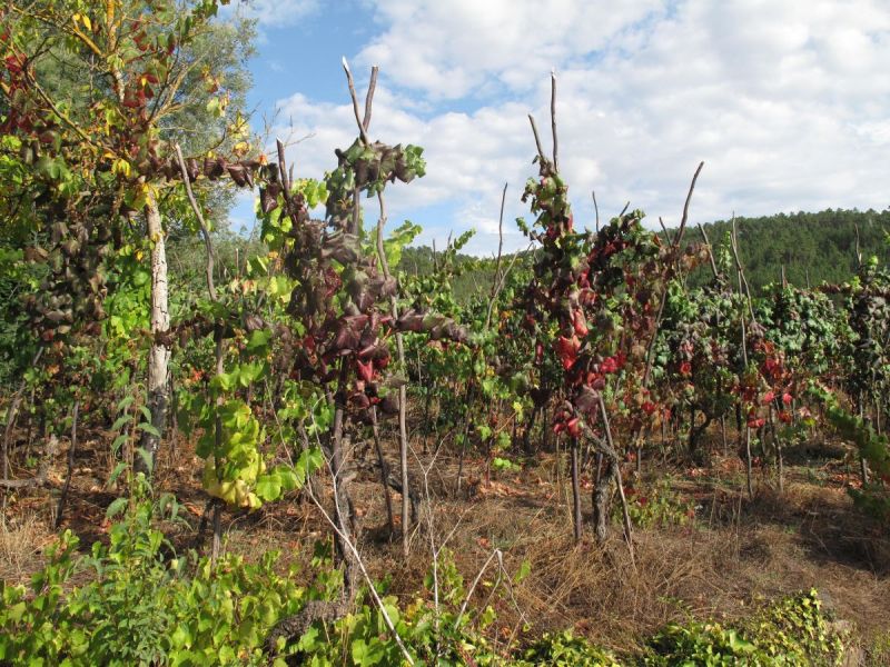 Vines-in-Late-Summer-2019