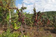 Vines-in-Late-Summer-2019